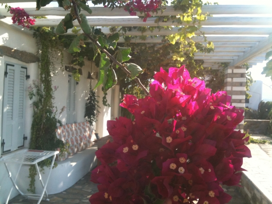 Bougainvillea_Veranda.JPG