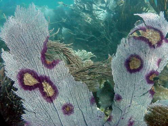 Coralaspergillus-infected-coral.png
